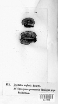 Gloeophyllum sepiarium image
